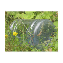 Water Jug Post Card