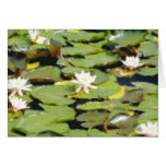 Water Lilies Greeting Card
