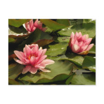 Water lilies card postcard