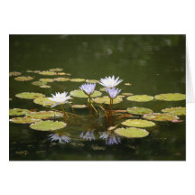 Water Lilies Cards