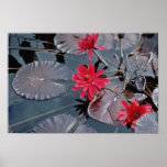 Water lilies flowers posters