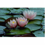 Water Lilies In Pink photo sculptures