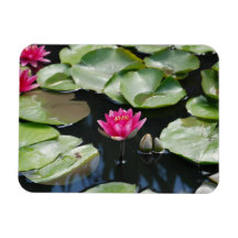 water lilies magnets