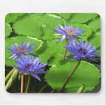 Water lilies mousepad
