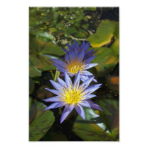 Water Lilies Photo Print