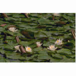 Water Lilies Cut Outs