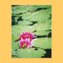 Water Lilies Postcard postcards