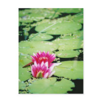 Water Lilies Postcard