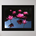 Water lilies posters