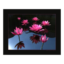 Water lilies posters