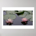 Water Lilies posters