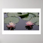 Water Lilies posters