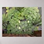Water Lilies posters
