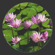 Water Lilies Sticker