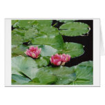 Water Lillies, Monet's House, Giverny, France cards