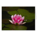 Water lilly and pads cards