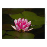 Water lilly and pads cards