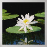 water lilly,  Brent Houston Photography posters