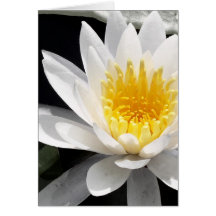 Water Lilly Card