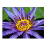 Water lilly card post card