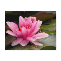 Water Lilly Card Postcard
