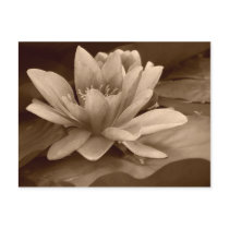 Water Lilly Card Postcards