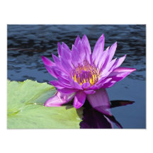 Water Lily 24" x 18" Photo Print