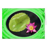 Water Lily 2 cards