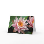 Water Lily Beauty cards