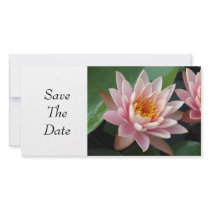 Water Lily Beauty