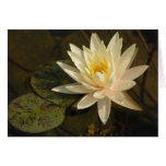 Water Lily cards