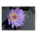 Water Lily cards