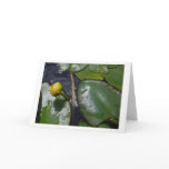 Water Lily cards
