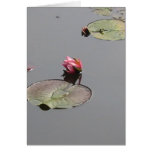 Water Lily Cards