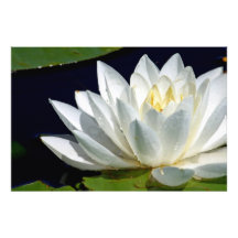 Water Lily-Close Up Photo