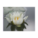 Water Lily Flower Photography Postcard