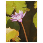 water lily flyers
