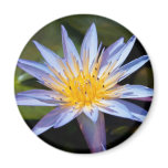 Water Lily Fridge Magnets