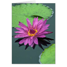 Water lily in full bloom card
