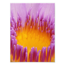 Water Lily Macro Photographic Print