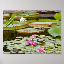 Water Lily Pads Ponds Print