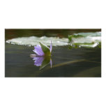 Water Lily Photocard