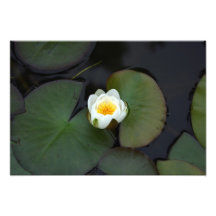 Water lily photo print