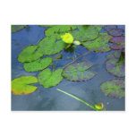Water Lily postcards