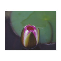 Water Lily - postcard
