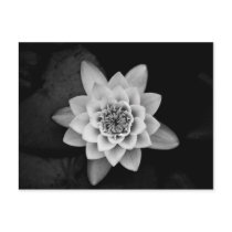 Water Lily Postcard