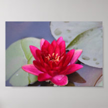 water lily print