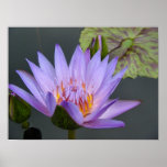 Water Lily posters