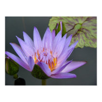 Water Lily posters