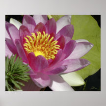 Water Lily Posters